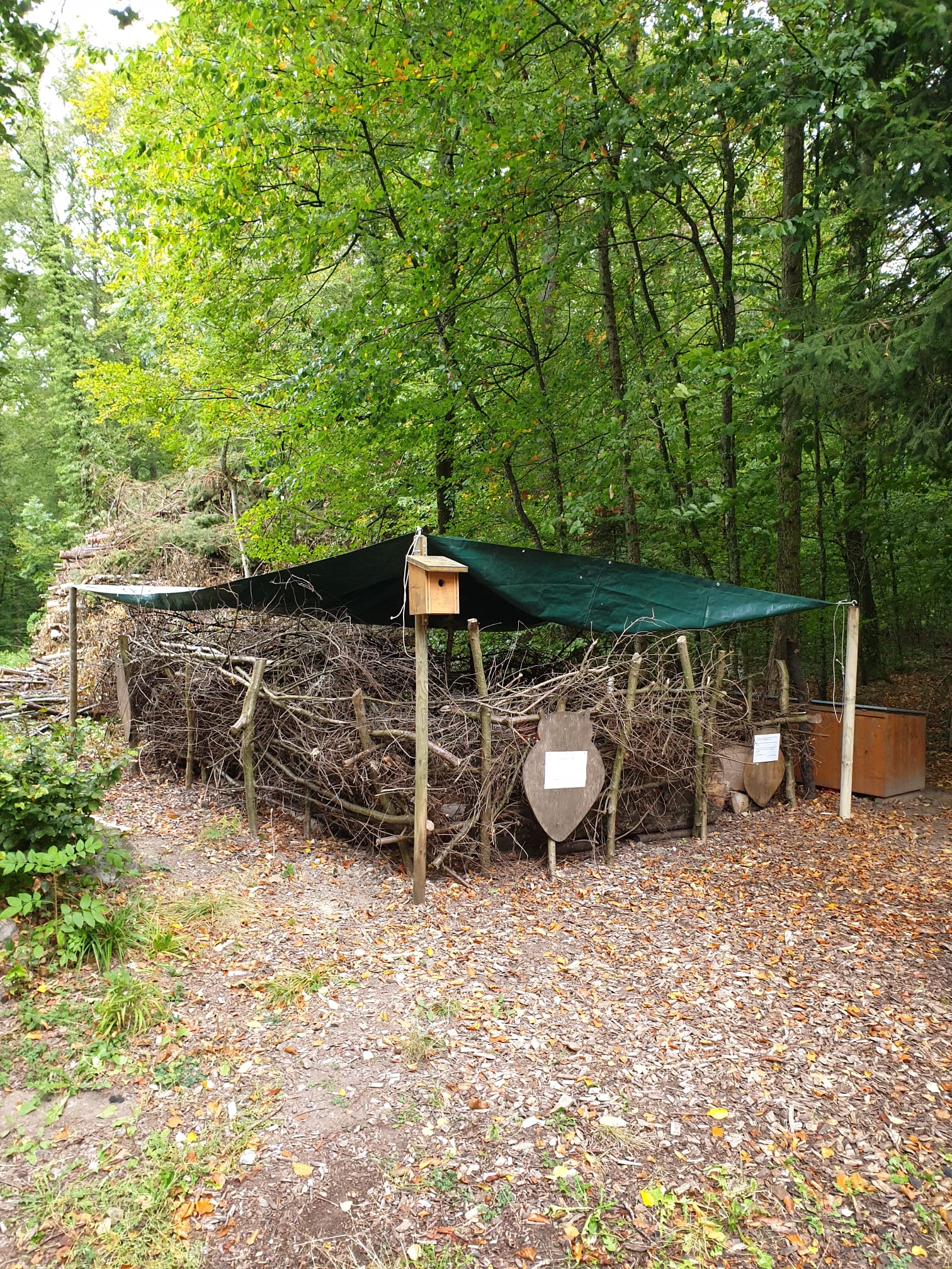 Canapé forestier à Faoug couvert
